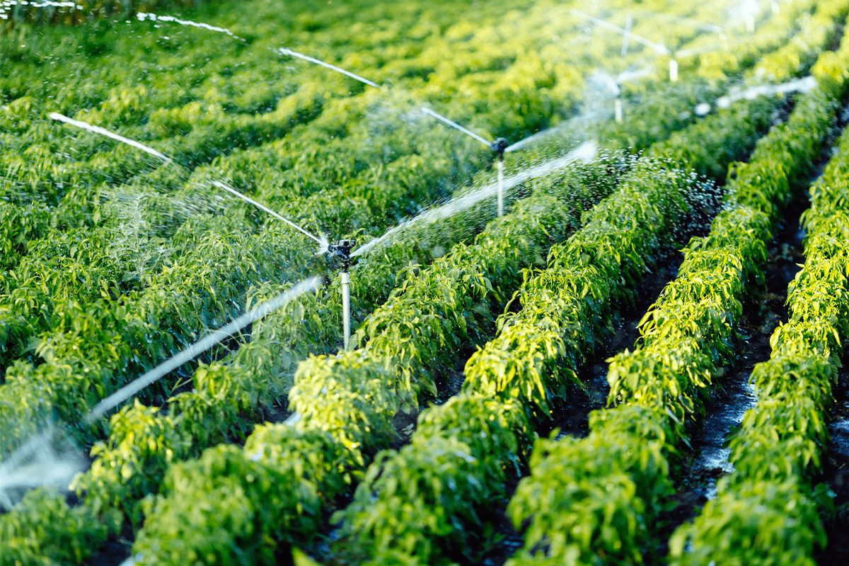 Small Steps Toward Sustainable Living